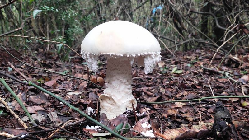 Armin Mešić. “Svijet gljiva: istine i...